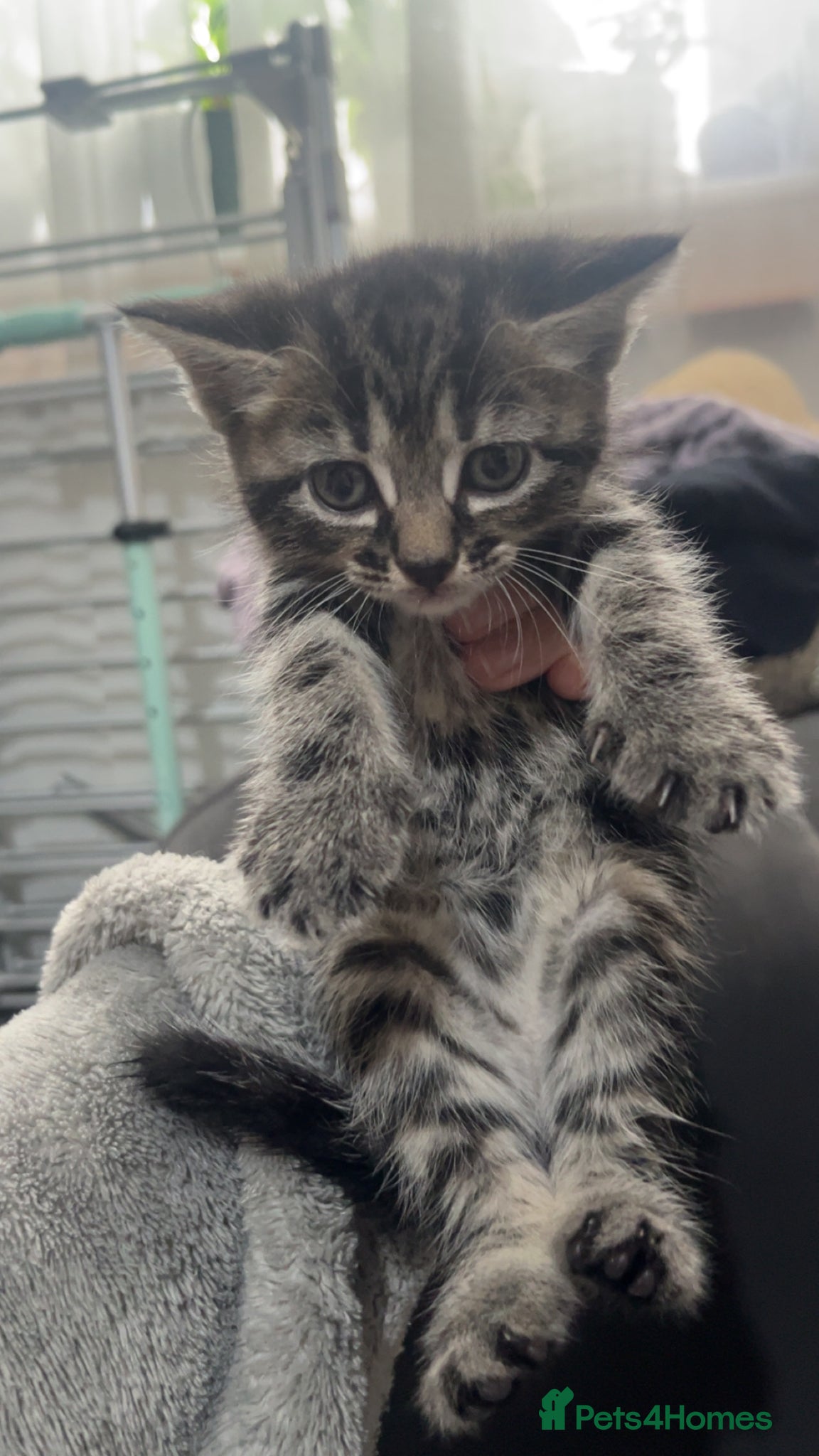 Mixed Breed cats 8 kittens looking for a forever home!!! - Advert 6