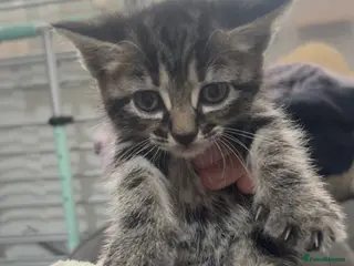 Mixed Breed cats 8 kittens looking for a forever home!!! - Advert 5