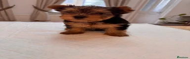 Yorkshire Terrier Puppy 2- Girl