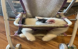 British Shorthair cats for sale: Ready for a loving home now  - Image 13