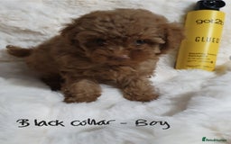 Toy Poodle dogs for sale: Pedigree Toy poodle puppies ready this weekend - Image 5