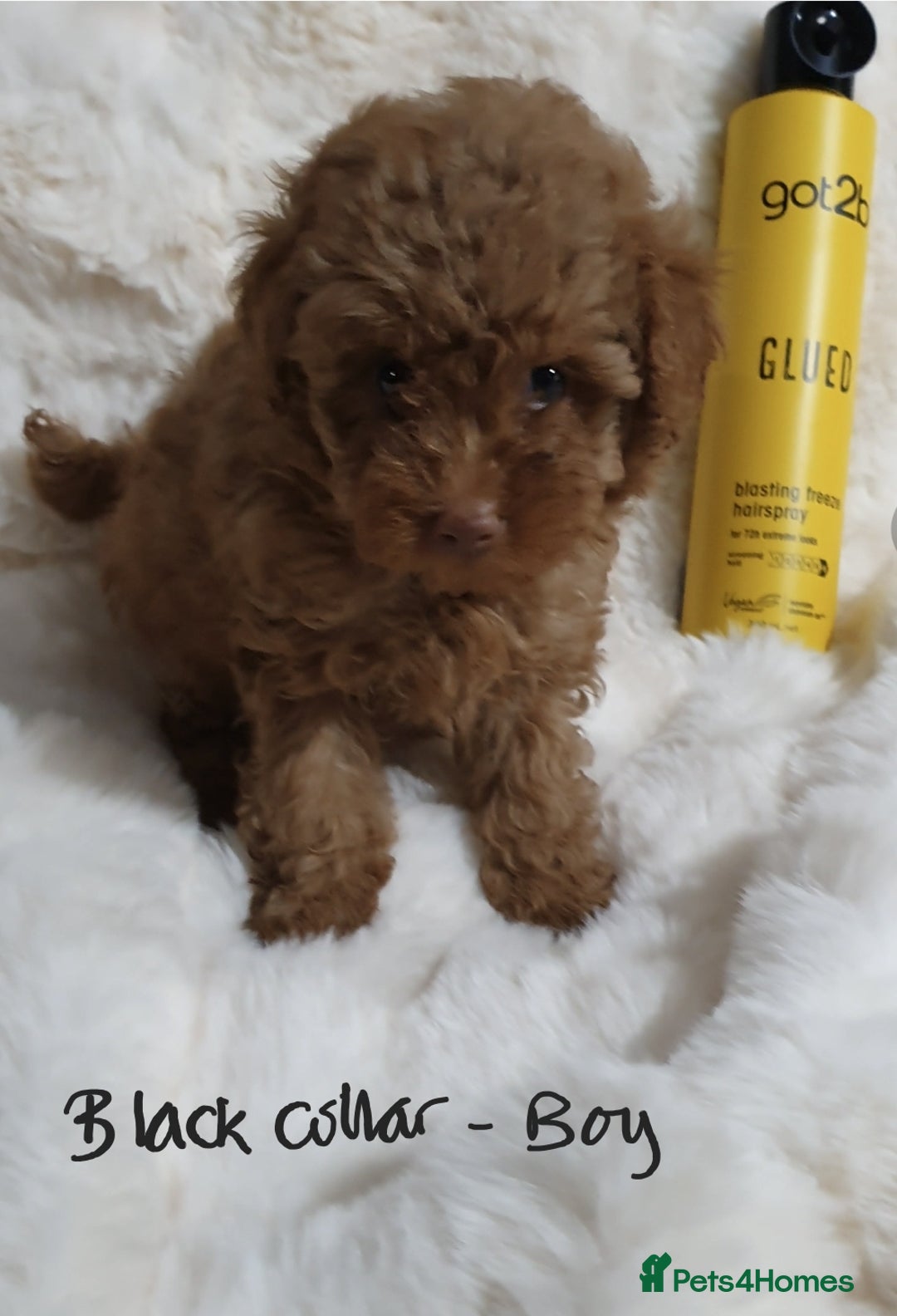 Toy Poodle dogs for sale: Pedigree Toy poodle puppies ready this weekend - Image 5