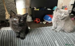 Ragdoll cats for sale: Grey boy  - Image 5