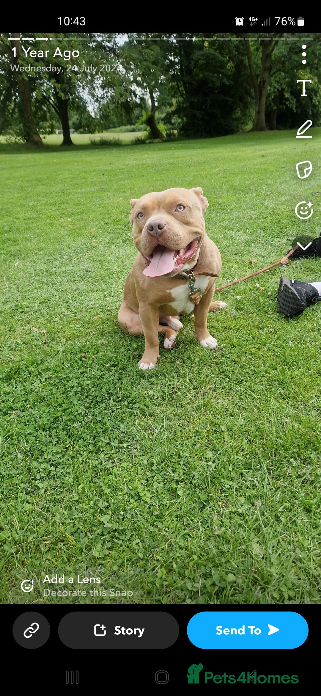 Bull Terrier dogs for sale: Pocket Bully - Image 2