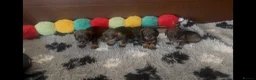 Dachshund dogs for sale: Wire- haired dacshund puppies  - Advert 9