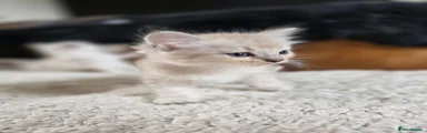 Ragdoll 6