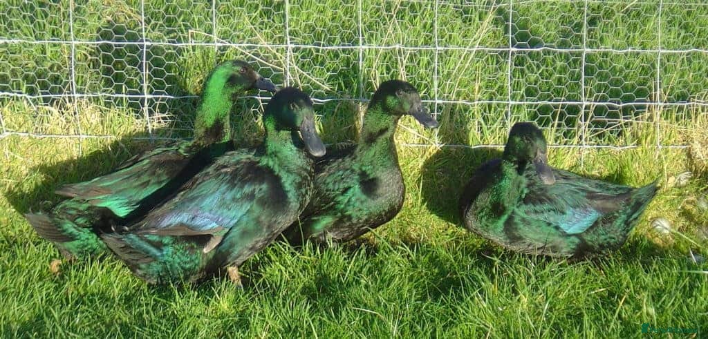 Ducks poultry Ducklings (cayuga,khaki Campbell,Magpie,call) - Advert 2