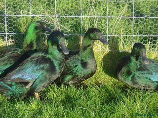 Ducks poultry Ducklings (cayuga,khaki Campbell,Magpie,call) - Advert 4