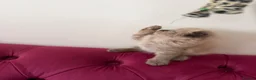 Scottish Fold cats for sale: Beautiful kittens🌹🤭 - Advert 11