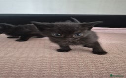 Mixed Breed cats for sale: 6 kittens for sale. - Image 6