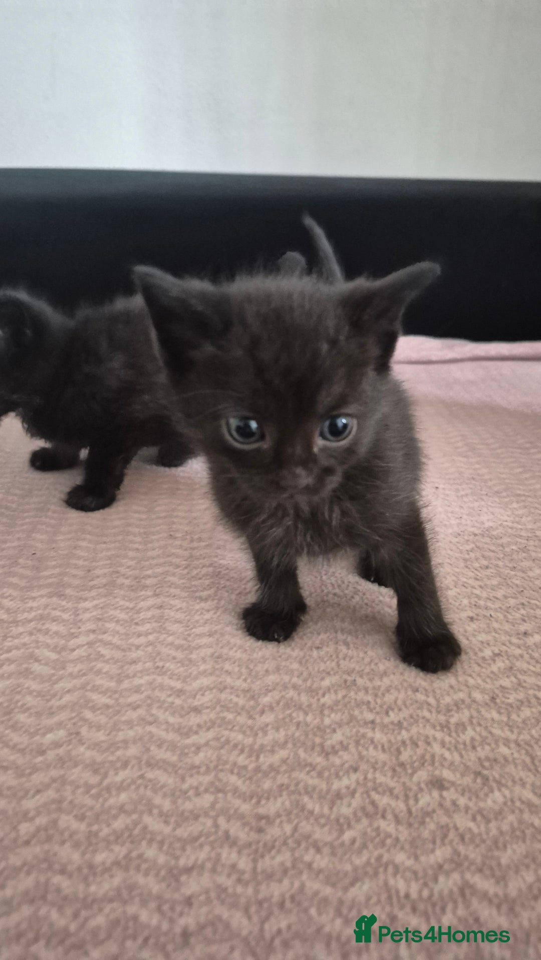 Mixed Breed cats for sale: 6 kittens for sale. - Image 6