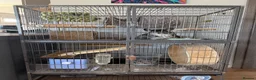Chinchilla rodents for sale: Male Chinchilla 1.5y with cage full setup in Coalville - Advert 8
