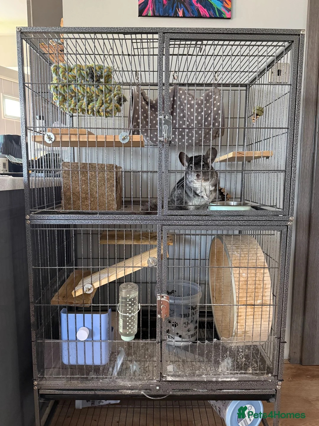 Chinchilla rodents for sale: Male Chinchilla 1.5y with cage full setup in Coalville - Advert 8