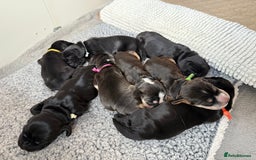 Cocker Spaniel dogs for sale: Exceptional pedigree KC champion show Cockers.  - Image 33