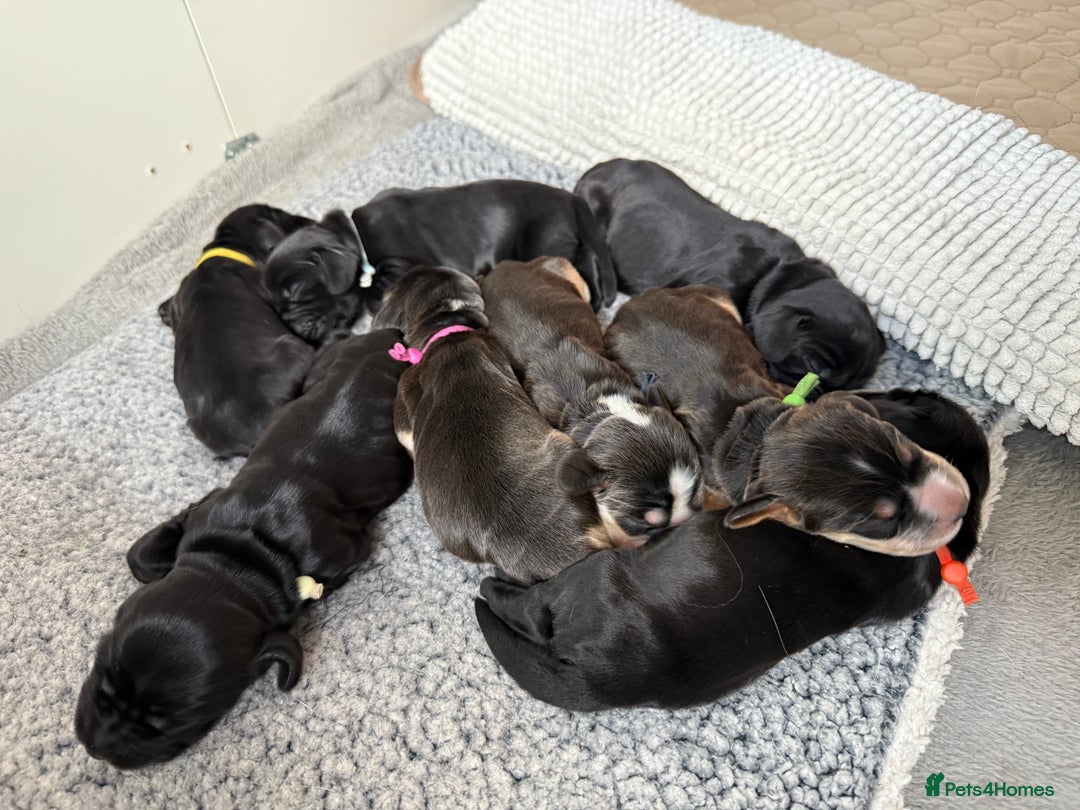 Cocker Spaniel dogs for sale: Exceptional pedigree KC champion show Cockers.  - Image 33