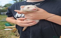 Ferret rodents for sale: Quater ferret kits - Image 6