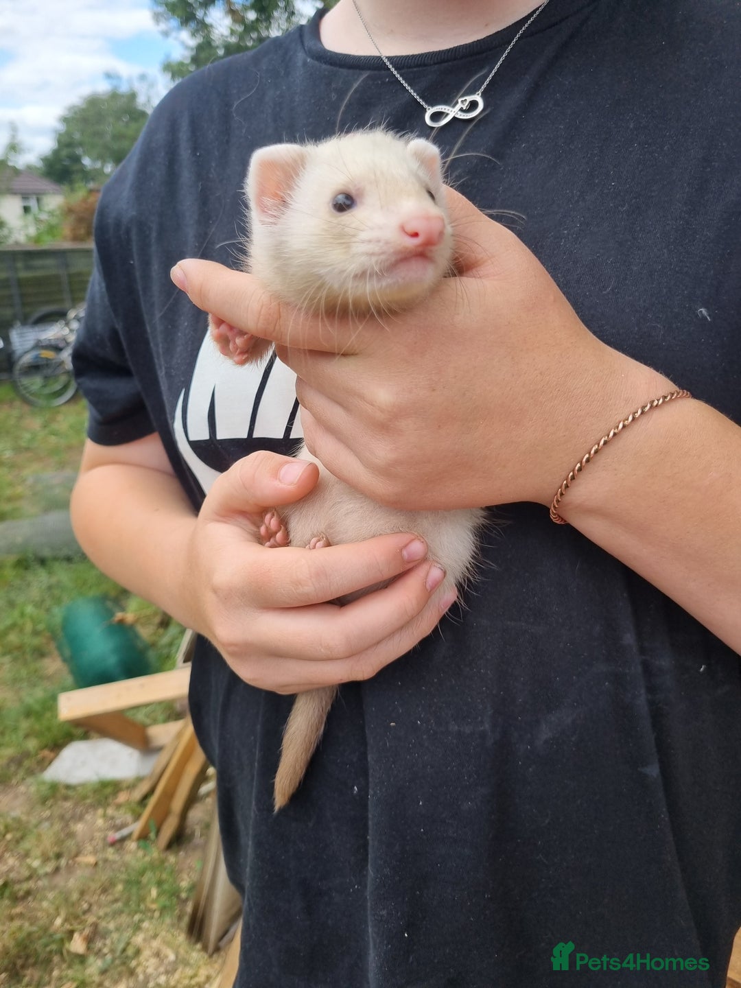 Ferret rodents for sale: Quater ferret kits - Image 6