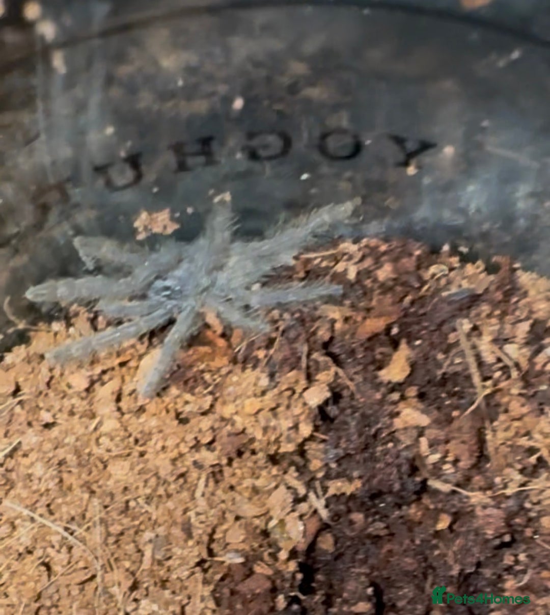 Tarantulas invertebrates for sale: 4 Tarantulas for sale!  - Image 3