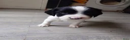English Springer Spaniel dogs for sale: 7 x English Springer Spaniel puppies for sale - Advert 24