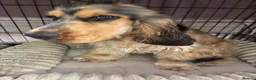 Cocker Spaniel dogs for sale: 7 month old Show Cockerspaniel - Advert 2