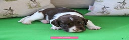 English Springer Spaniel dogs for sale: Health Tested English Springer Spaniel Puppies - Advert 15
