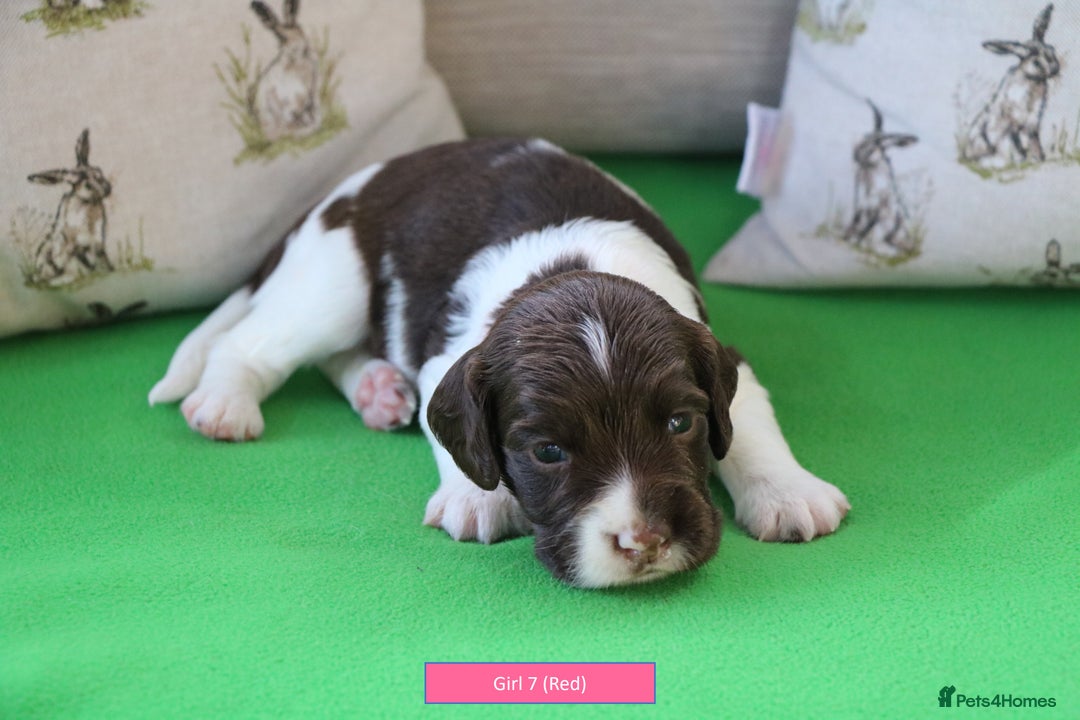 English Springer Spaniel dogs for sale: Health Tested English Springer Spaniel Puppies - Advert 15