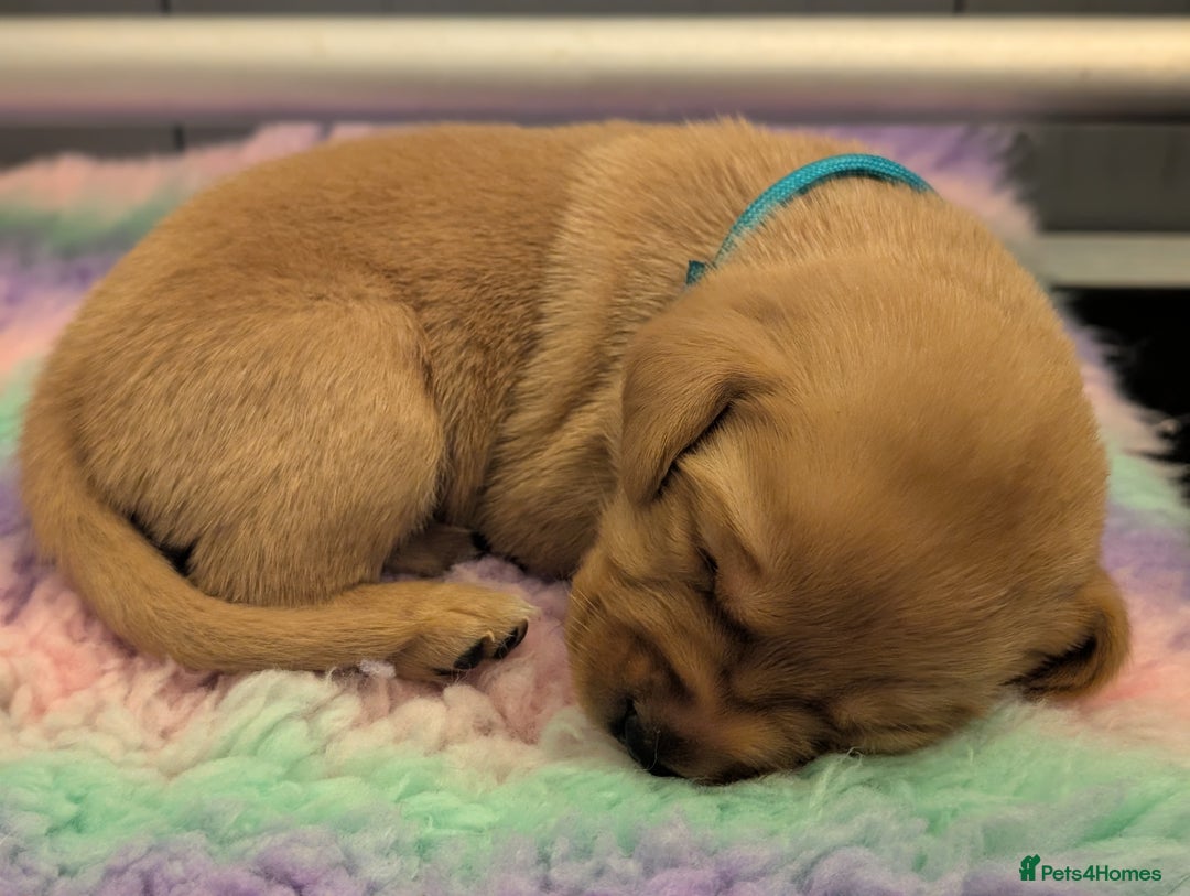 Labrador Retriever dogs for sale: Licensed Breeder Fox Red Labradors  - Image 2