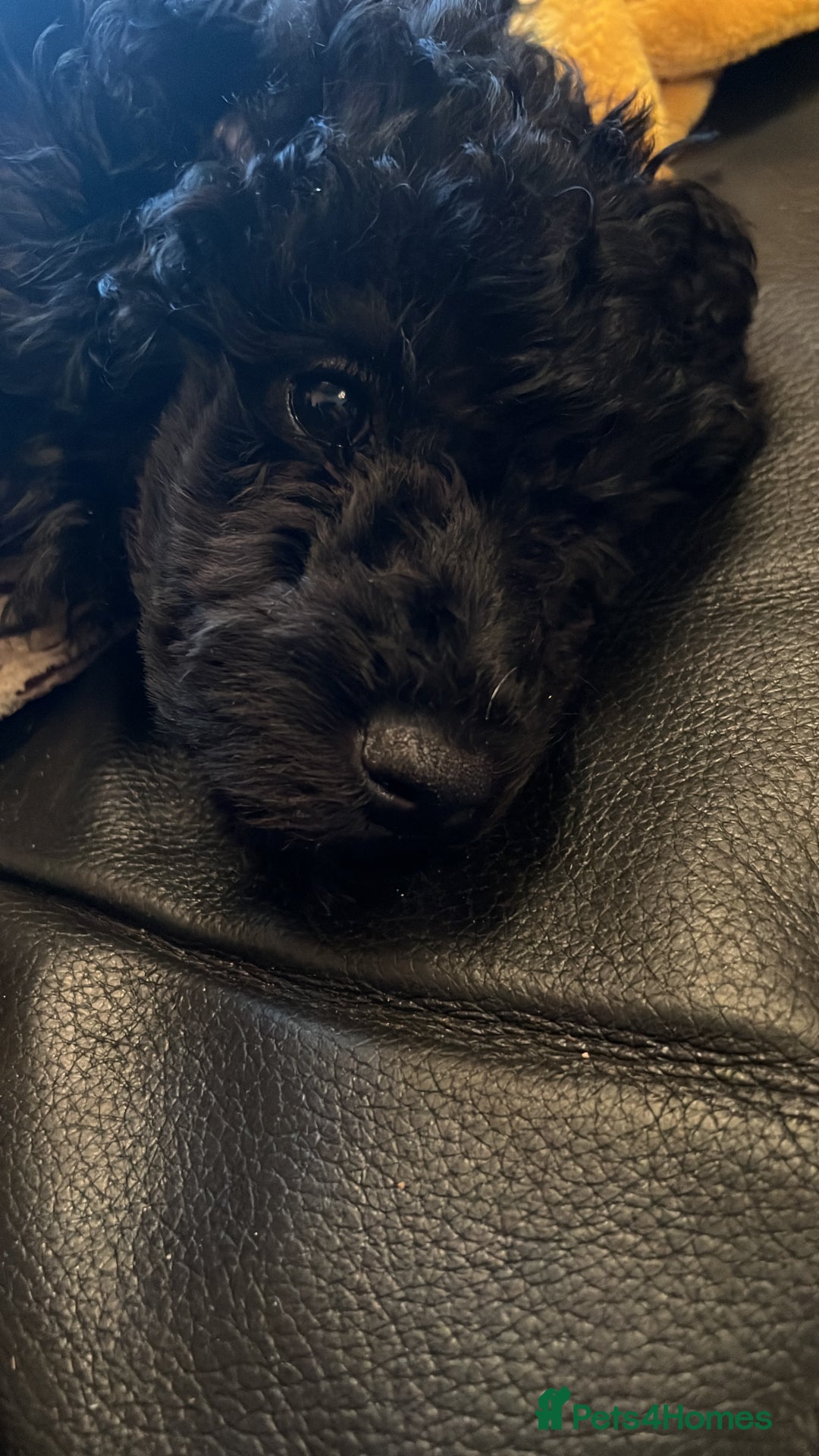 Mixed Breed dogs for sale: Shih poo  - Image 13