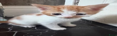 Aegean Kitten 1