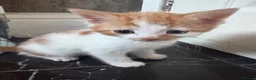 Aegean cats for sale: Aegean Kitten Female looking for forever home ❤️ - Advert 32