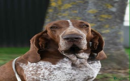 Bracco Italiano dogs for sale: 🌟 TOP BREEDER 2021,22,22,24,25🌟 - Image 8