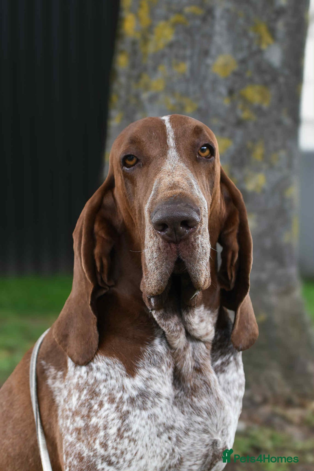Bracco Italiano dogs for sale: 🌟 TOP BREEDER 2021,22,22,24,25🌟 - Image 8