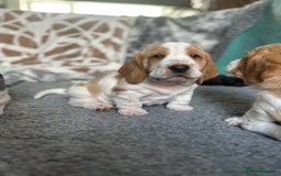 Basset Hound dogs for sale: Basset Hound Puppies - Image 8