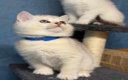 British Shorthair cats for sale: British shorthair silver/golden kittens TICA - Image 4