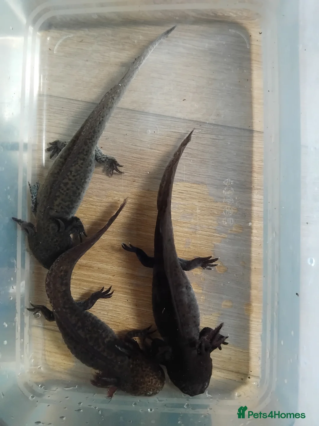 Axolotl reptiles for sale: Female Axolotls 11 mnths old - Advert 4