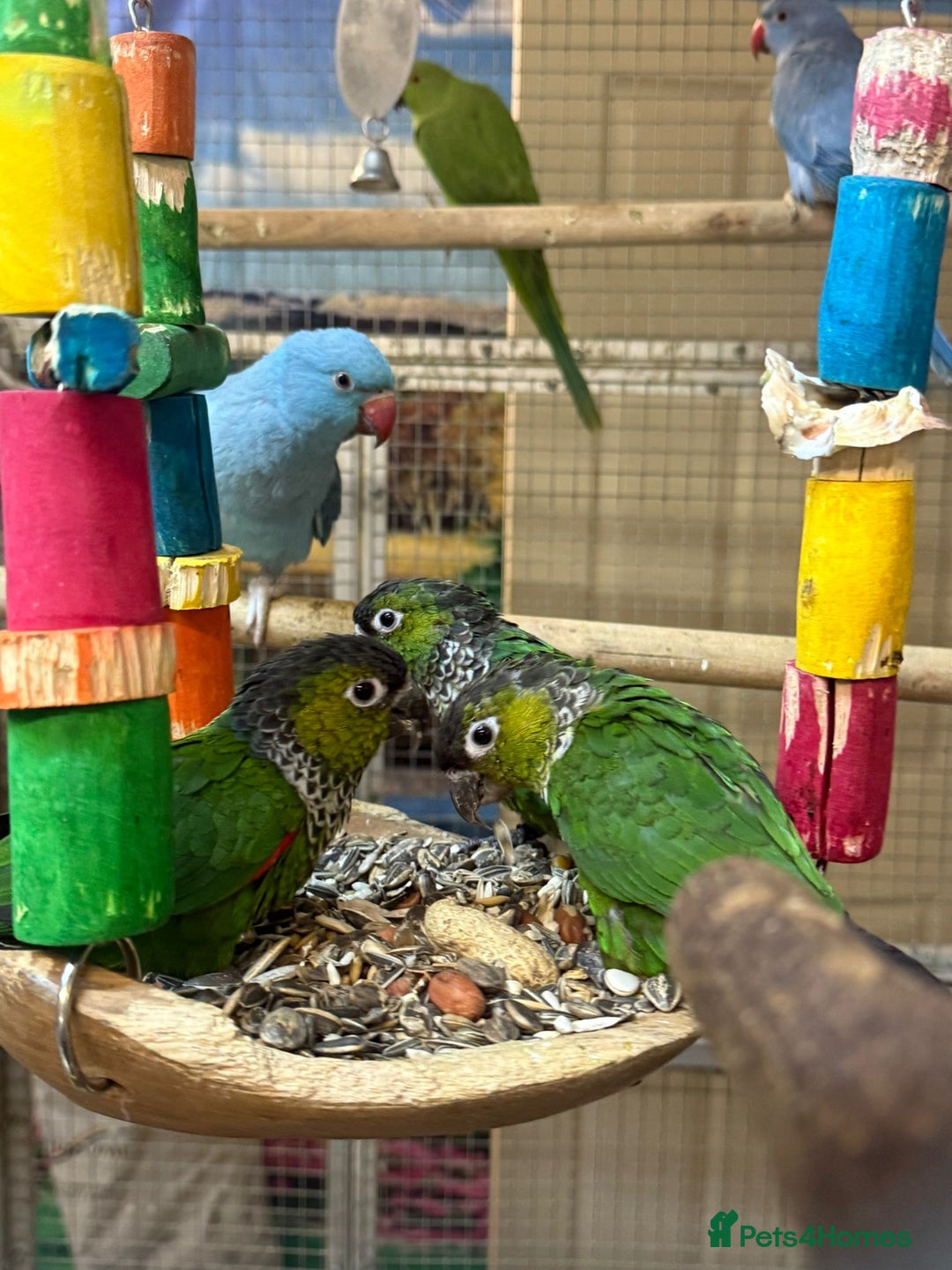 Parrots birds for sale: X BIRDS/PARAKEETS/PARROTS AVAILABLE X - Image 12