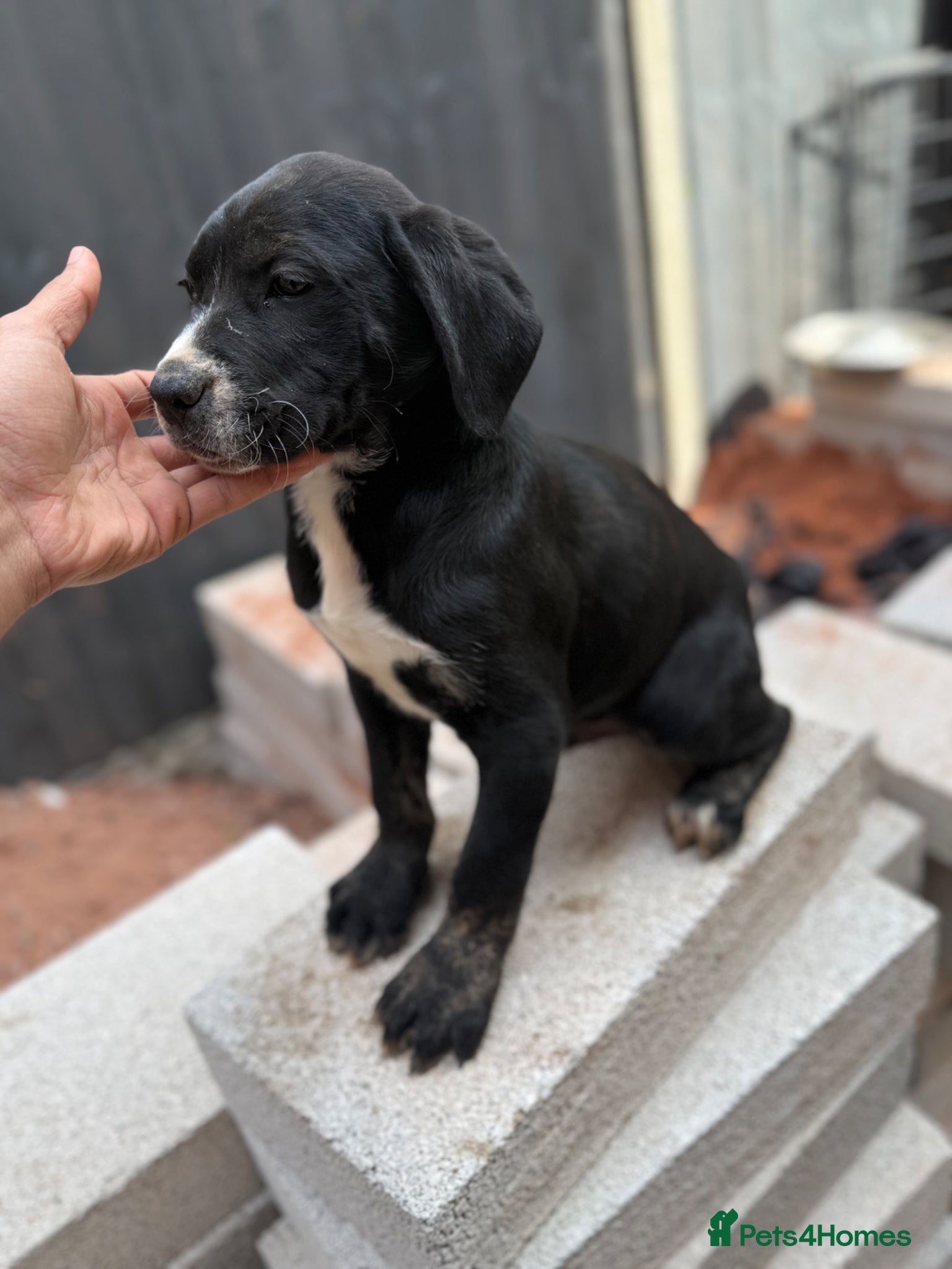 Presa Canario dogs Reduced!!!!🏆Champion Blood presa Canario pups!! - Advert 4
