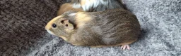 Guinea Pig rodents for sale: Bonded pair of boars - Advert 12
