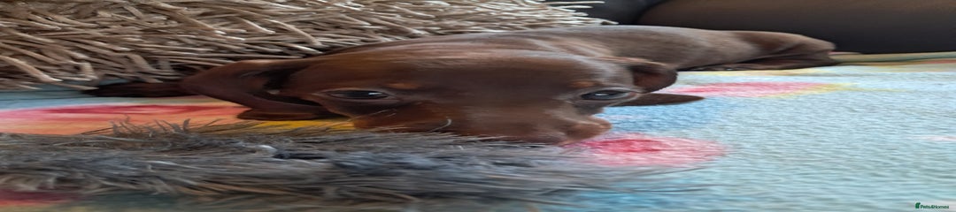 Miniature Dachshund Puppy 3