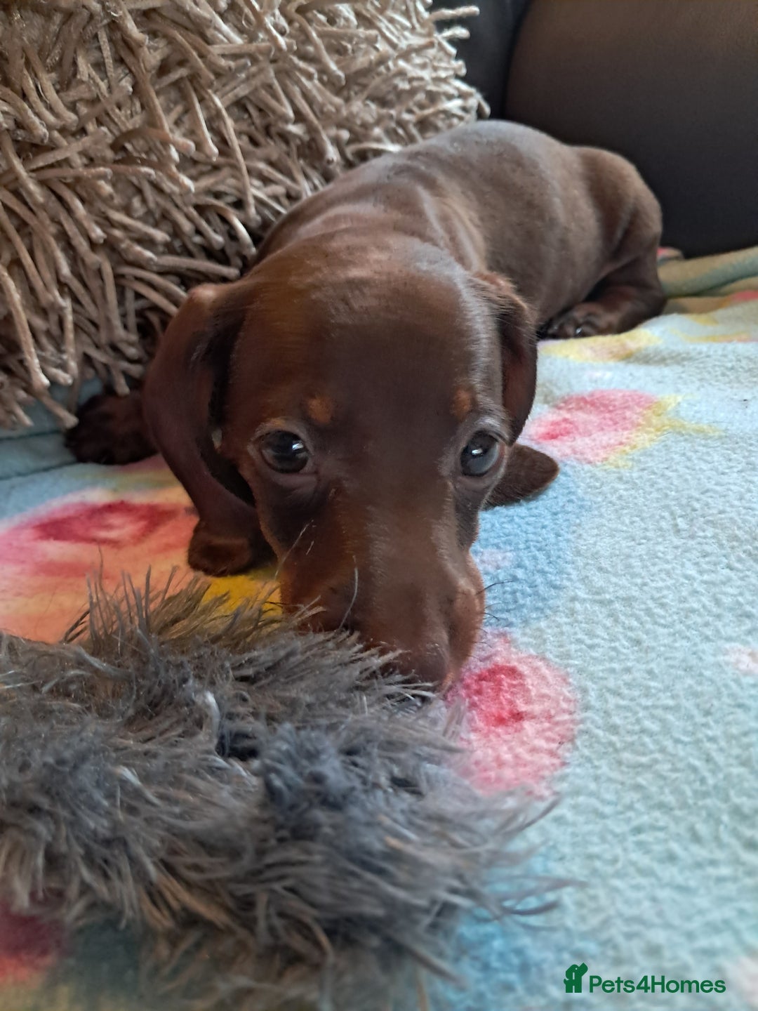Miniature Dachshund dogs for sale: Minature dachshunds  in Stoke-on-Trent - Image 7