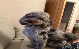 Lhasapoo dogs for sale: F2 Lhasapoo puppies - Image 13