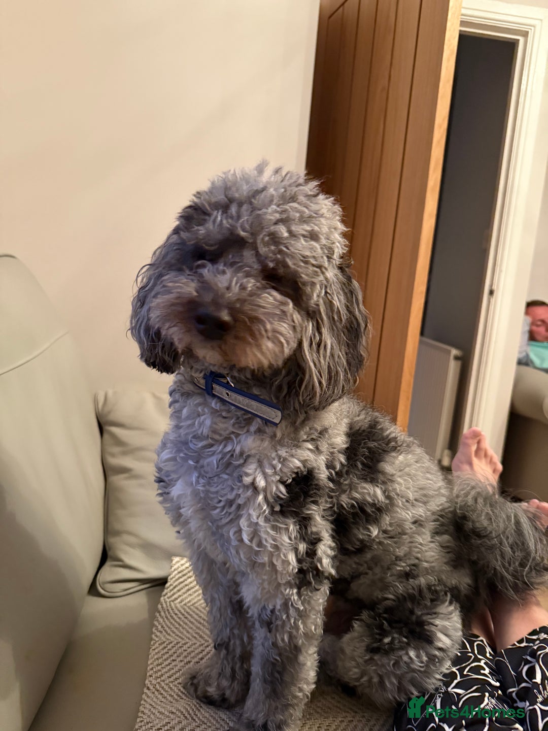 Lhasapoo dogs for sale: F2 Lhasapoo puppies - Image 13