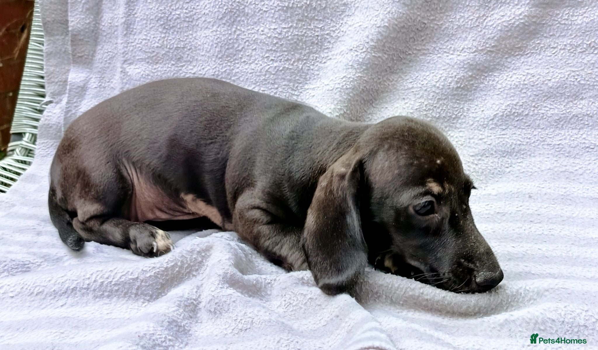 Chihuahua dogs  KC REG 2 GIRLS HEALTH TESTED  - Advert 2