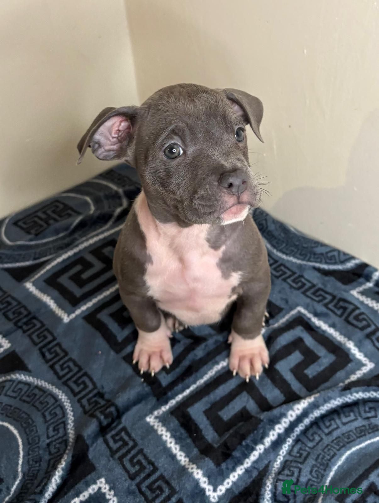 American Bully dogs Quality pocket bullies ready for forever homes - Advert 3