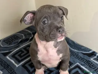 American Bully dogs Quality pocket bullies ready for forever homes - Advert 3