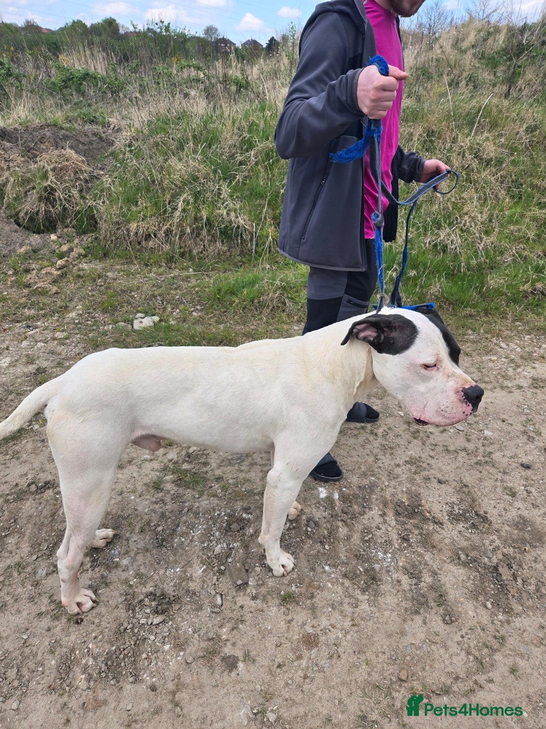 Mixed Breed dogs for sale: PresaAlabai - Advert 12