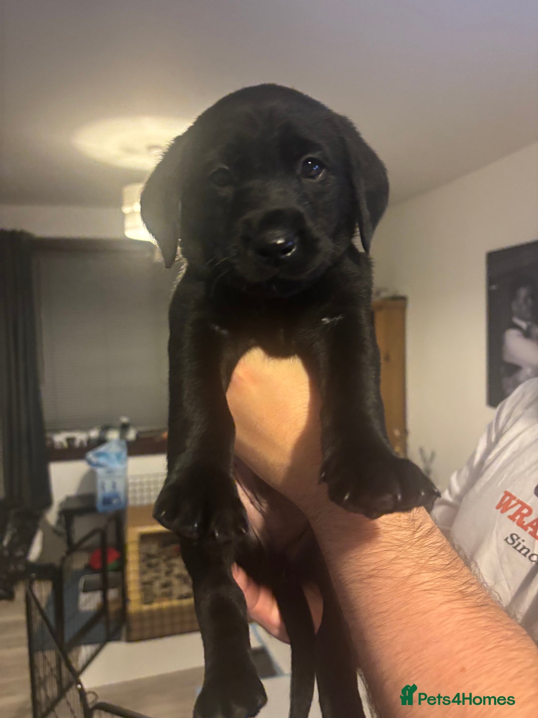 Labrador Retriever dogs for sale: Labrador Puppies  - Image 10