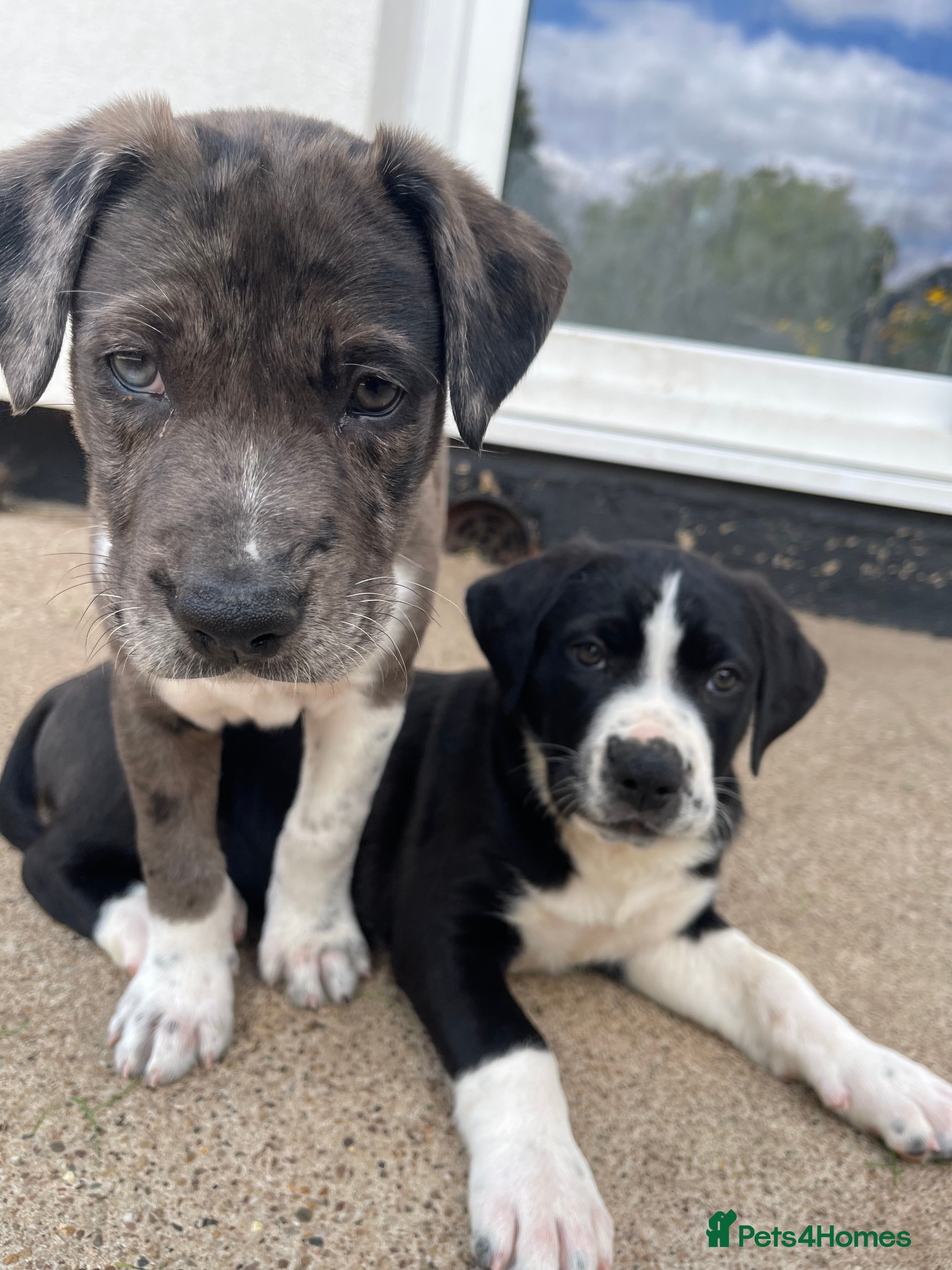 Mixed Breed dogs Spaniel x Shar pei - Unique Mixed Breed - Advert 2