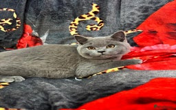 British Shorthair cats for sale: GCCF BSH Kittens pet homes only  - Image 38