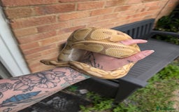 Python Snake reptiles for sale: Banana Royal Python - Image 4